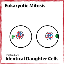 Mitosis Product